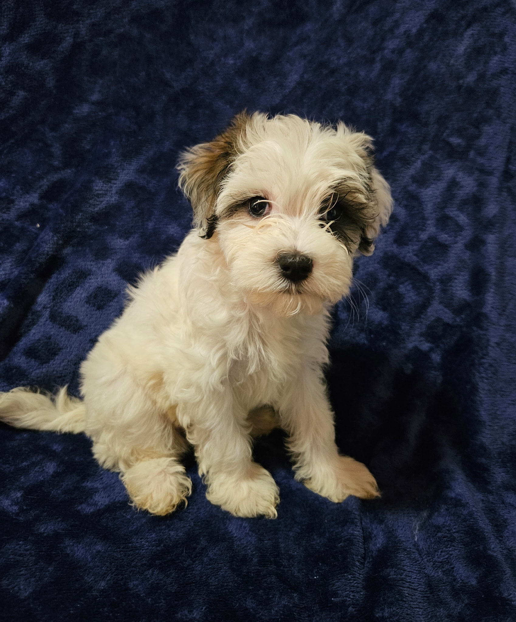 puppy, for, sale, Havanese, MELISSA  LOPEZ, dog, breeder, SWOYERSVILLE, PA, dog-breeder, puppy-for-sale, forsale, nearby, find, puppyfind, locator, puppylocator, aca